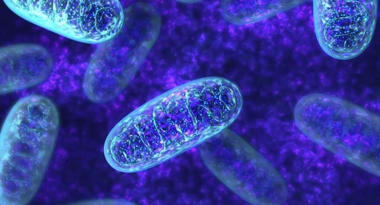 细胞生物之母是什么(细胞生物之母是什么生物)